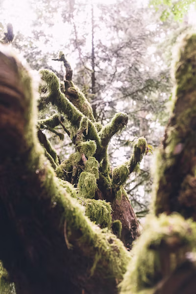 Cathedral Grove old-growth forest