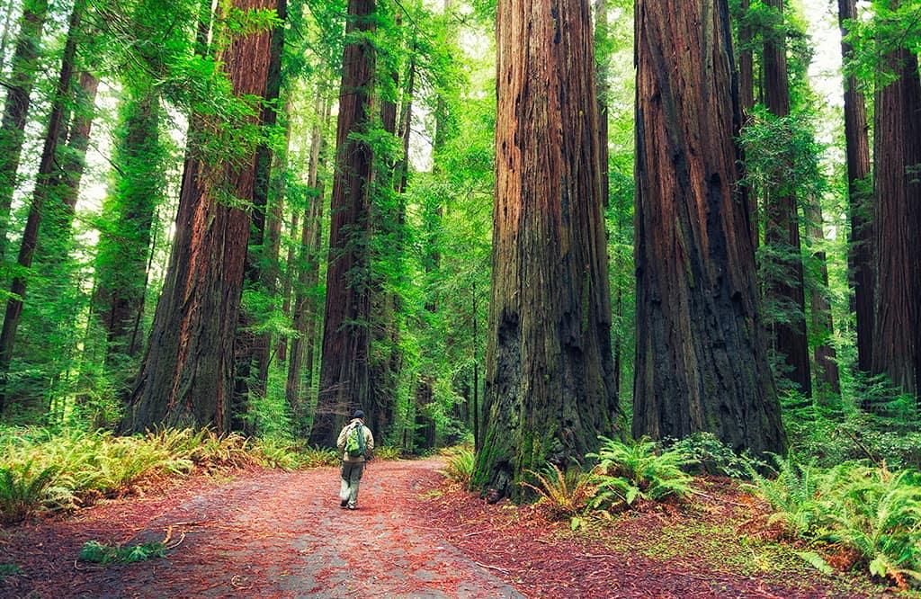Temperate rainforest