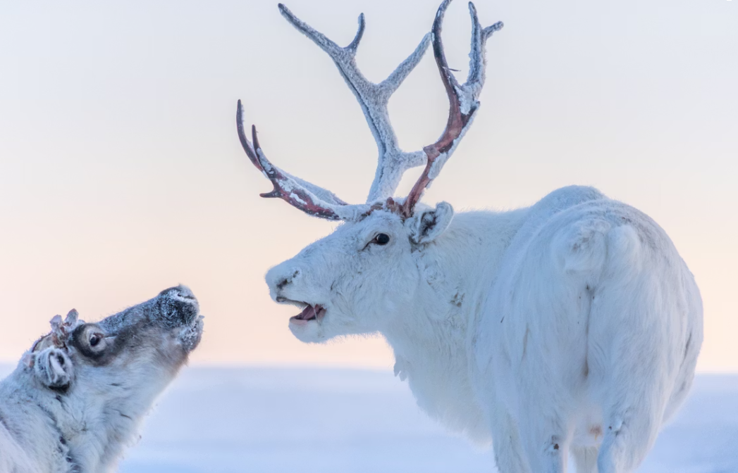 Dog sled team racing across frozen NWT tundra, Mackenzie River valley in background