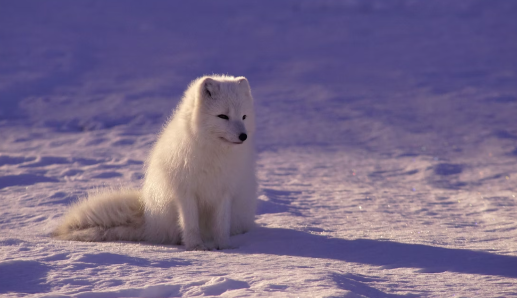 Polar bear standing on Arctic sea ice in Nunavut