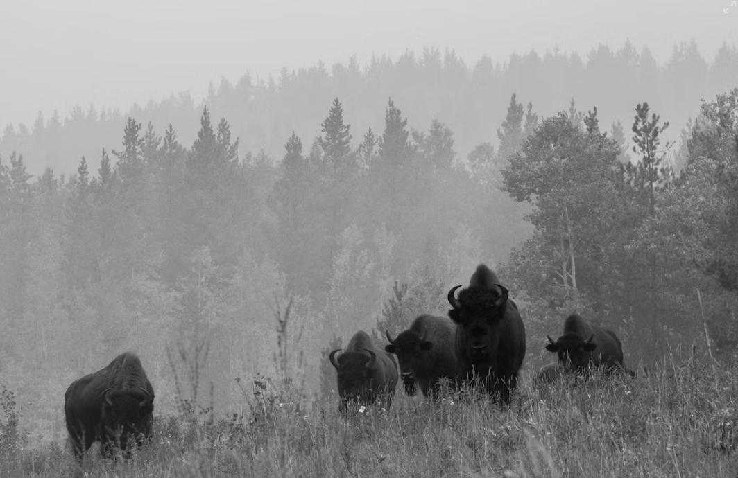 Scenic image of Yukon
